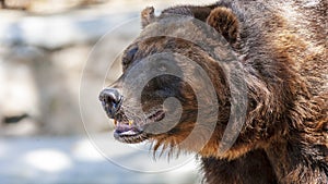 Close-up portrait of a happy grizzly bear looking around