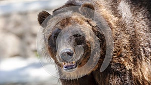 Close-up portrait of a happy grizzly bear making eye contact