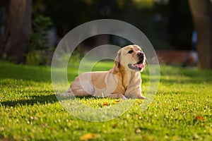 Close up portrait of the happy Labrador Retriever dog on the green lawn in the morning