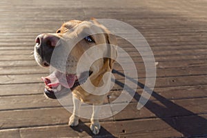 Close up portrait of happy Labrador Retriever dog on the pier