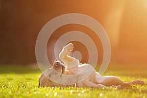 Close up portrait of the happy Labrador Retriever dog playing on the green lawn in the morning