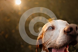 Close up portrait of a happy old pointer dog outdoors