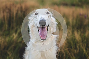 Close-up Portrait of happy russian borzoi dog in the field