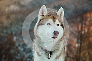 Close-up of cute Siberian Husky dog sitting is on the snow in winter forest at sunset on bright mountain background.