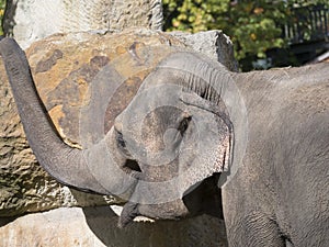 Close up portrait of happy smiling Asian elephant calf, head shot. Selective focus.