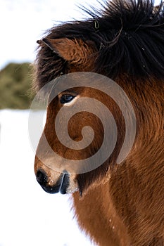 Close up portrait of the head of a beautiful bay Icelandic Horse