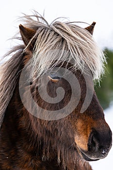 Close up portrait of the head of a beautiful Icelandic Horse