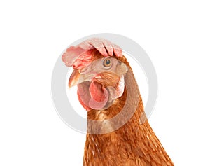 close up portrait head of brown female eggs hen beautiful plumage,feather isolated white background use for livestock and farm
