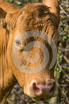 Close up portrait of  the head of a cow