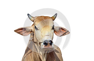 Close up portrait of the head of a cow. Isolated on white background