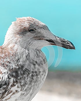 Close-up portrait of head of gray brown seagull bird on shore with blue water and sky. Beautiful bright natural blurred vertical b