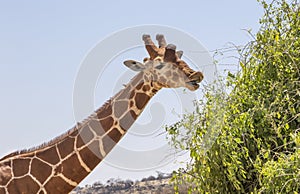 Close up portrait of head and neck of reticulated giraffe, giraffa camelopardalis reticulata, eating leave from adjacent shrub