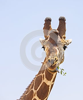 Close up portrait of head and neck of reticulated giraffe, giraffa camelopardalis reticulata, eating leaves and sticking tongue i