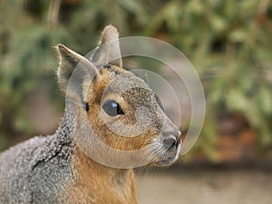 Close up portrait of the head of Patagonian Mara. This animal is a relatively large rodent in the mara genus.