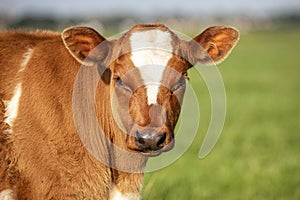 Close up portrait of the head of red calf, breed:
