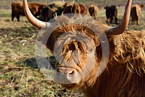 Close-up and portrait of the head of a Scottish highland cattle with brown matted fur that looks directly into the camera