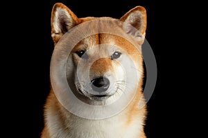 Close-up Portrait of head Shiba inu Dog, Black Background
