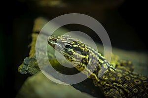 Close-up portrait of the head of a western green lizard - Lacerta bilineata