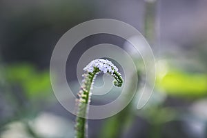 Close up portrait of heliotropium indicum flower