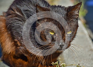 close up of a portrait of homeless dark brown cat very quiet on the sidewalk in a sunny day. The abandoned cat has got middle-