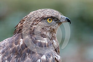 Close-up portrait of honey buzzard with blurred green background