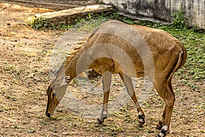 Close-up portrait of a hornless female nilgai photo