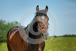 Close-up portrait of horse. Bay mare with its black leather bridle is looking at a camera outdoors