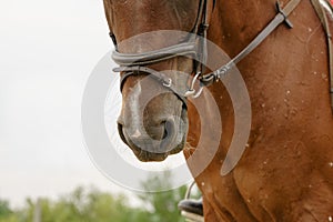 Close up portrait of horse in bridle under rider