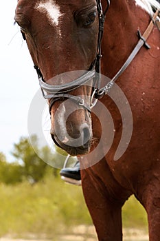 Close up portrait of horse in bridle under rider