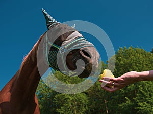 Close up portrait of horse with fly protection mask eating apple on a meadow
