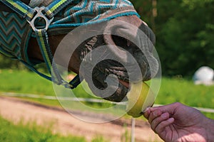 Close up portrait of horse with fly protection mask eating apple on a meadow