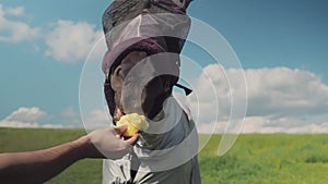 Close up portrait of horse with fly protection mask eating apple on a meadow