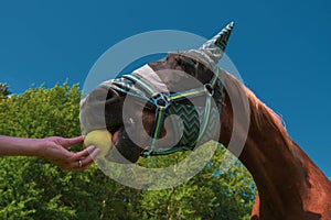 Close up portrait of horse with fly protection mask eating apple on a meadow