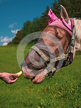 Close up portrait of horse with fly protection mask eating apple on a meadow