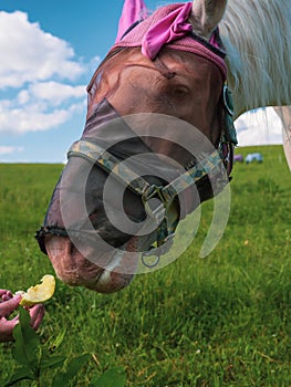 Close up portrait of horse with fly protection mask eating apple on a meadow