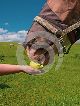 Close up portrait of horse with fly protection mask eating apple on a meadow