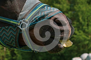 Close up portrait of horse with fly protection mask eating apple on a meadow