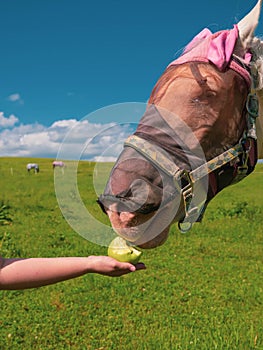 Close up portrait of horse with fly protection mask eating apple on a meadow