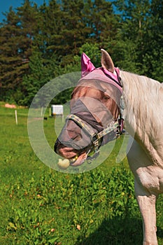 Close up portrait of horse with fly protection mask eating apple on a meadow