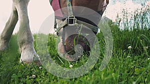 Close up portrait of horse with fly protection mask grazing on a meadow