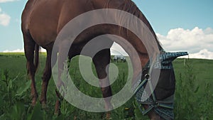 Close up portrait of horse with fly protection mask grazing on a meadow