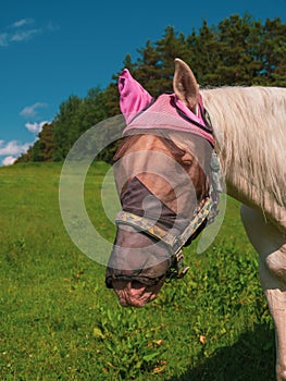 Close up portrait of horse with fly protection mask on a meadow