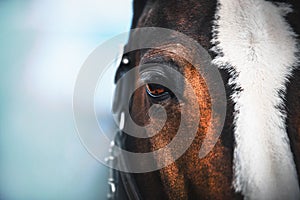 A close up portrait of a horse with a white spot on the forehead, brown eyes and long eyelashes, with a bridle on its muzzle