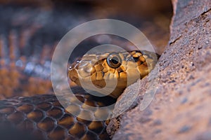 Close-up portrait of horseshoe whip snake peeking out from behind a stone