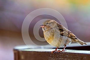 Close up portrait of house sparrow male or Passer domesticus. Passeridae perching on the branch on isolated background