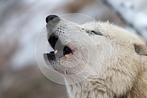 Close-up portrait of howling white wolf