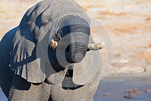 Close up and portrait of a huge African Elephant drinking from waterhole. Wildlife Safari in the Kruger National Park, the main tr