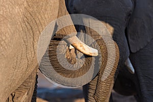 Close up and portrait of a huge African Elephant, with proboscis lying over tusk. Wildlife Safari in the Kruger National Park, the