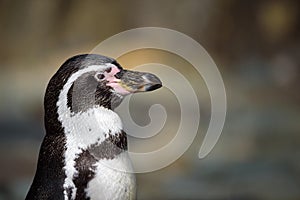 Close up portrait of Humboldt penguin