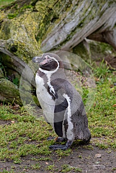 Close up portrait of Humboldt penguin Spheniscus humboldti Wildlife photo